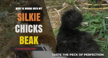 Troubleshooting Silkie Chick Beak Issues: Causes and Solutions Explained