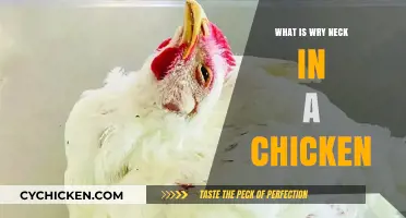 Understanding Wry Neck in Chickens: Causes, Symptoms, and Treatment Options