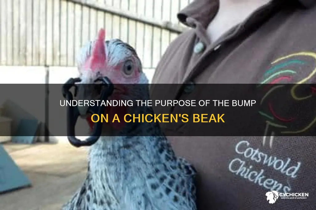 what isa the thing on na chick beak