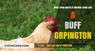 Buff Orpington Look-Alikes: Discover Similar Chicken Breeds