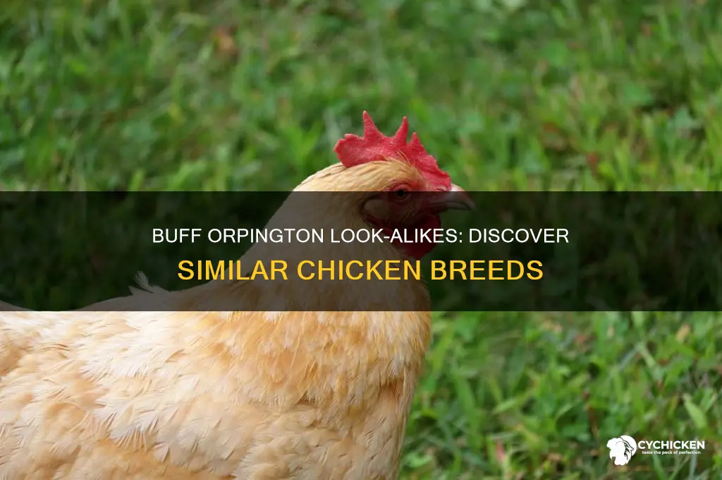 what ither breed if chicken looks like a buff orpington