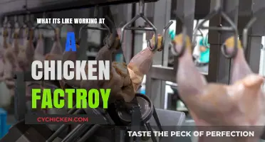 Inside the Chicken Factory: A Day in the Life of Workers