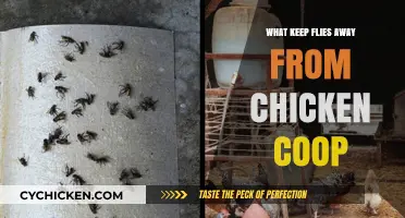 Effective Ways to Keep Flies Away from Your Chicken Coop