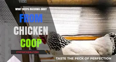Effective Strategies to Deter Raccoons from Your Chicken Coop
