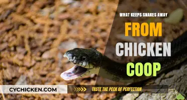Effective Strategies to Deter Snakes from Your Chicken Coop