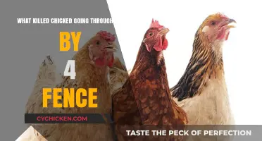 How Did the Chicken Get Through the Fence?