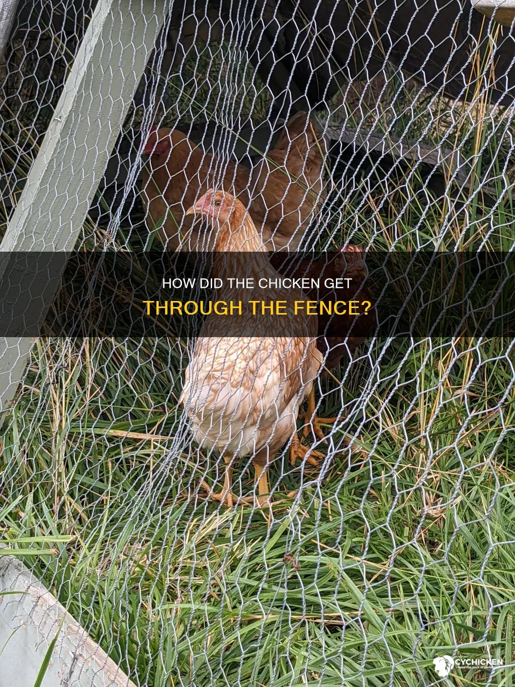 what killed chicked going through a 2 by 4 fence