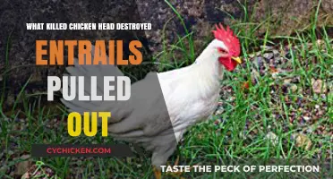 Unraveling the Mystery: What Killed Chicken with Destroyed Entrails?