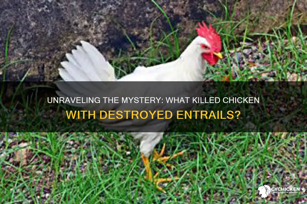 what killed chicken head destroyed entrails pulled out