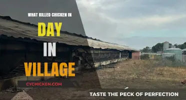 Uncovering the Mystery: What Killed the Village Chicken in a Day?