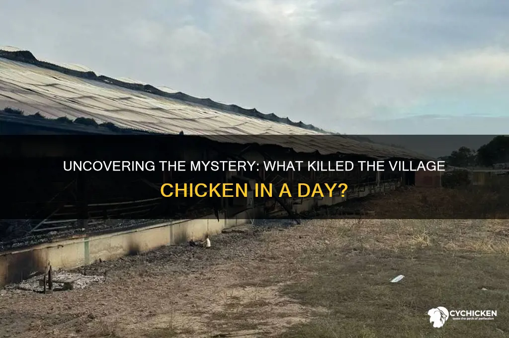 what killed chicken in day in village