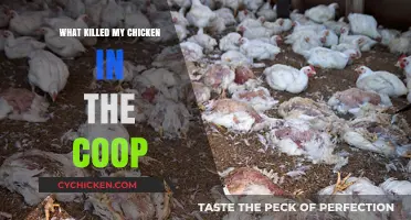 Uncovering the Mystery: What Killed My Chicken in the Coop?