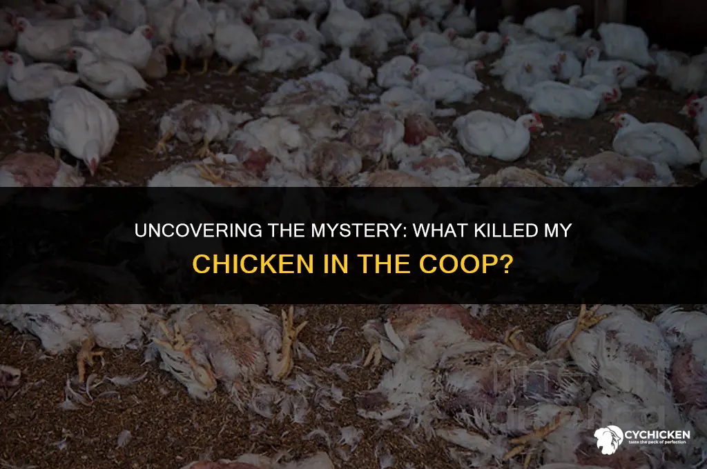 what killed my chicken in the coop
