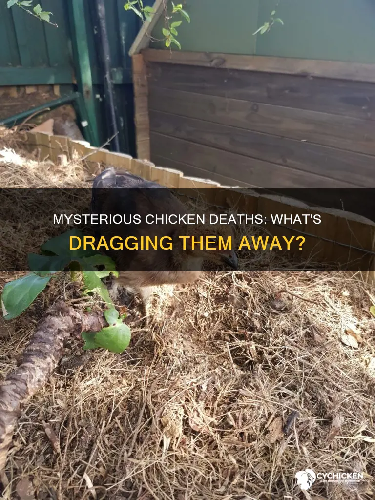 what kills a chicken and drag entire body off