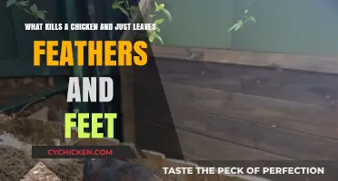 Mysterious Predators: Chicken Feathers and Feet Left Behind