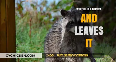 Deadly Chicken Predators: Unseen Killers and Their Silent Attacks