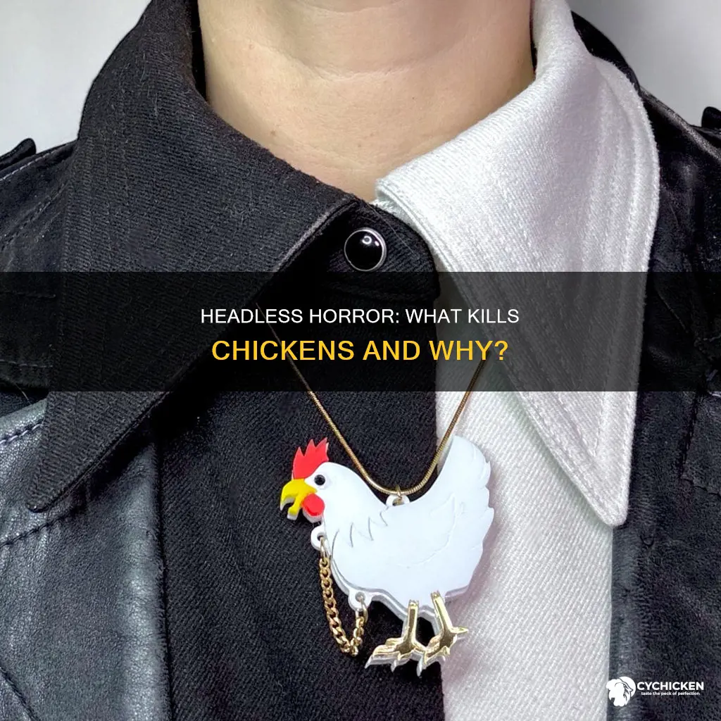 what kills a chicken and only takes the head
