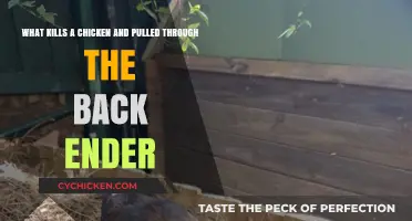 Chicken Killers: Backyard Predators and How to Protect Your Flock