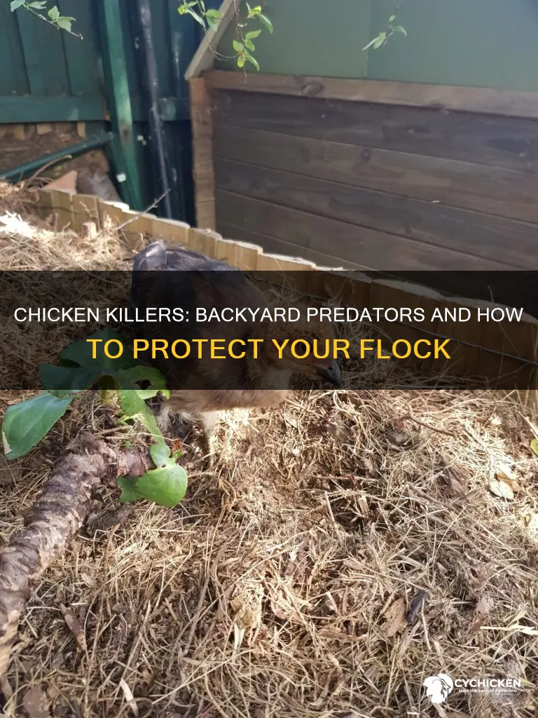 what kills a chicken and pulled through the back ender