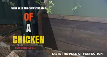 Mysterious Chicken Deaths: What's Killing and Chewing Their Necks?