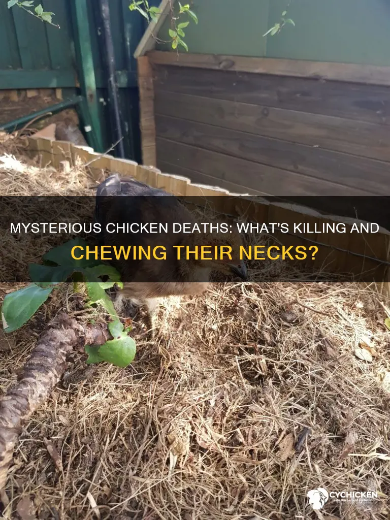 what kills and chews the neck of a chicken