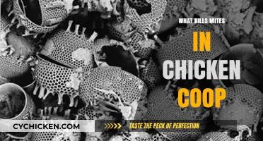 Effective Mite Control Methods for a Healthy Chicken Coop