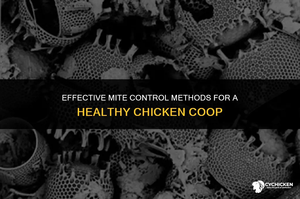 what kills mites in chicken coop