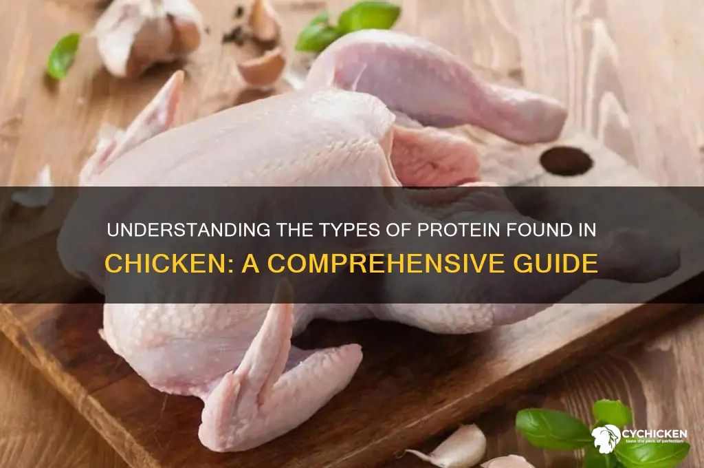 what kind kf protein does chicken have