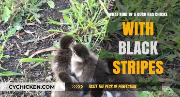 Black-Striped Ducklings: What Duck Breed is This?