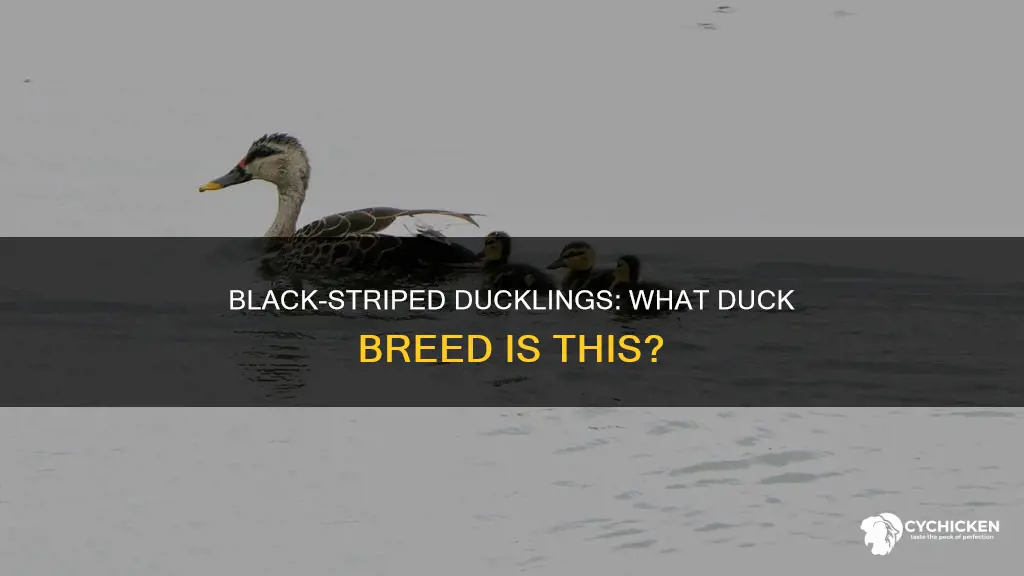 what kind of a duck has chicks with black stripes