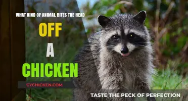 Deadly Predators That Bite Off Chicken Heads