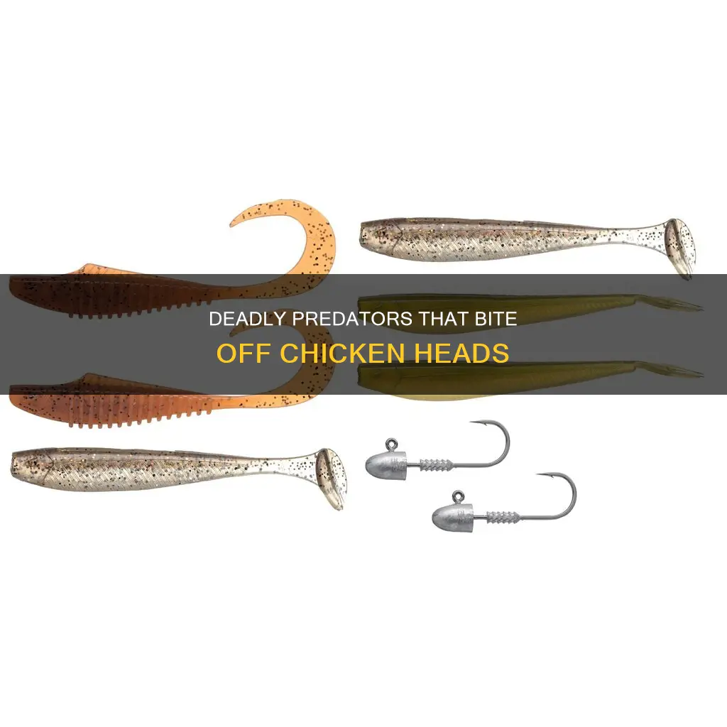 what kind of animal bites the head off a chicken