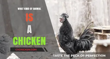 Understanding Chickens: Classification, Characteristics, and Their Place in the Animal Kingdom