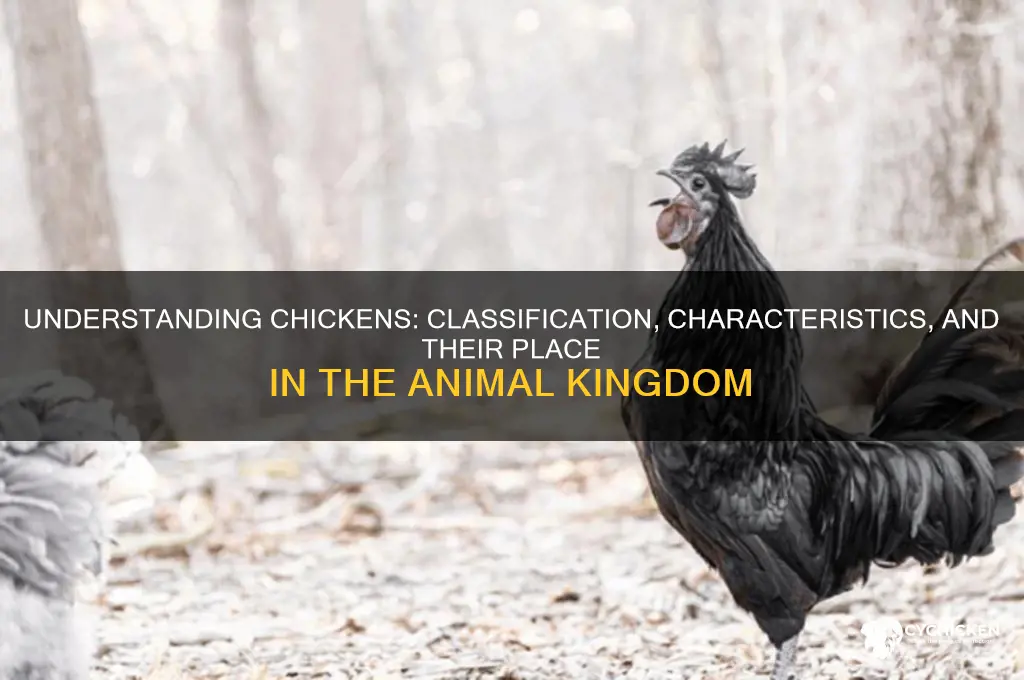 what kind of animal is a chicken