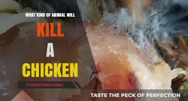 Predators That Threaten Chickens: Identifying Deadly Animal Threats to Poultry