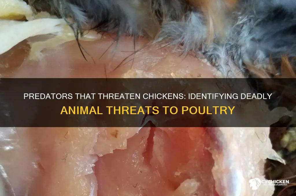 what kind of animal will kill a chicken