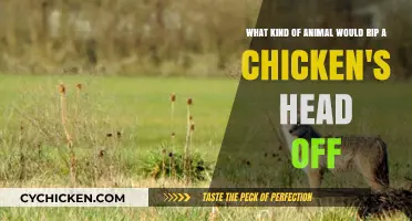 Which Animals Would Decapitate Chickens?