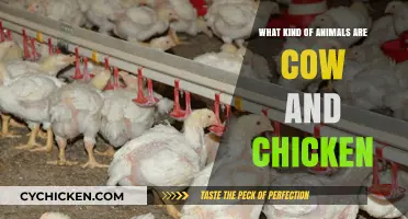 Exploring the Unique Classification of Cows and Chickens in Zoology