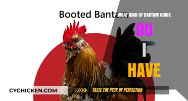 Identifying Your Bantam Chick: A Guide to Breeds and Characteristics