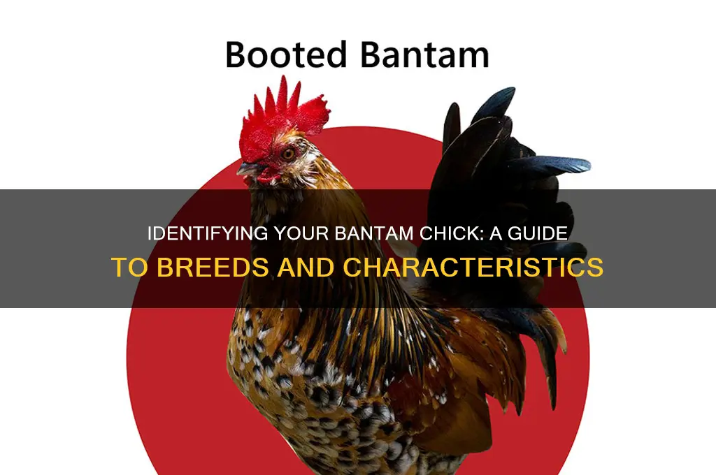 what kind of bantam chick do i have