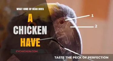 Understanding the Unique Beak Structure of Chickens: A Detailed Guide