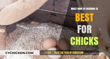 Choosing the Perfect Bedding for Happy, Healthy Chicks: Top Tips