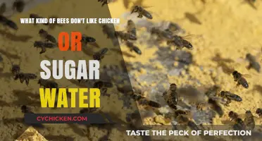 Bees That Shun Chicken and Sugar Water: Uncommon Preferences Explained