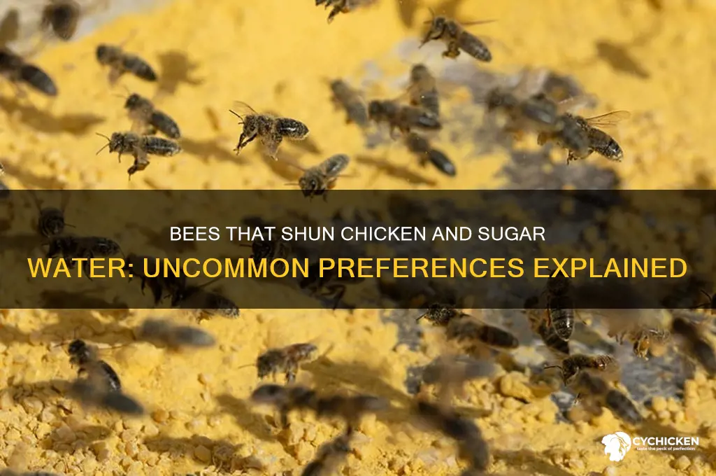 what kind of bees don