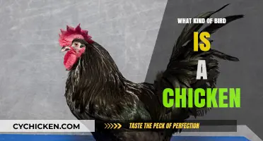 Is a Chicken a Bird? Unraveling the Poultry Puzzle