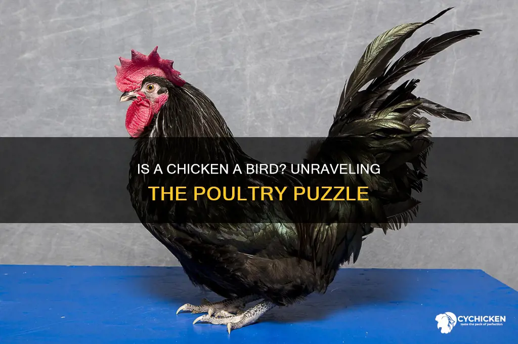 what kind of bird is a chicken