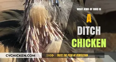Unveiling the Mystery: What Kind of Bird is a Ditch Chicken?
