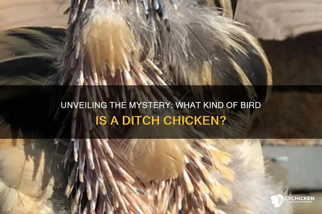 what kind of bird is a ditch chicken