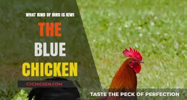 Unveiling the Mystery: Kiwi, the Blue Chicken's Origin