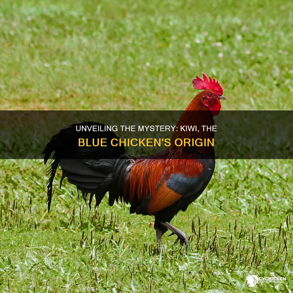 what kind of bird is kiwi the blue chicken